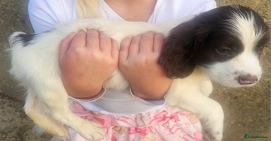 Cocker Spaniel dogs - Advert 8
