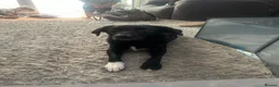 Borador dogs for sale: 3/4 lab 1/4 collie - Advert 1