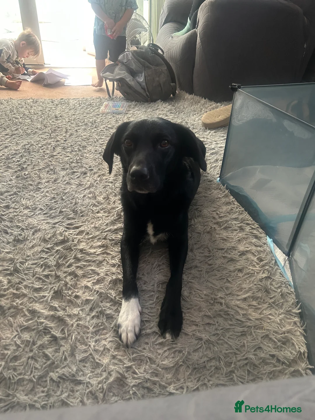 Borador dogs for sale: 3/4 lab 1/4 collie - Advert 1