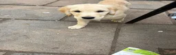 Golden Retriever dogs for sale: Puppies ready for loving forever homes - Advert 4