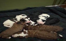 Bernedoodle dogs for sale: Bernedoodle F1B puppies - Image 3