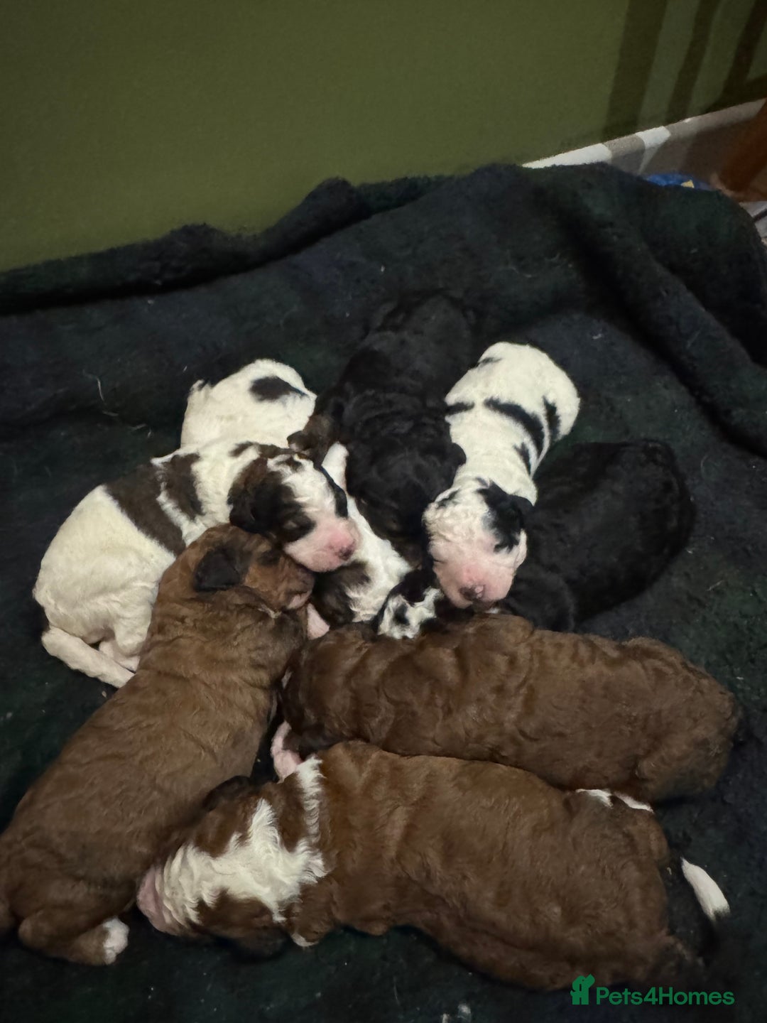 Bernedoodle dogs for sale: Bernedoodle F1B puppies - Image 3