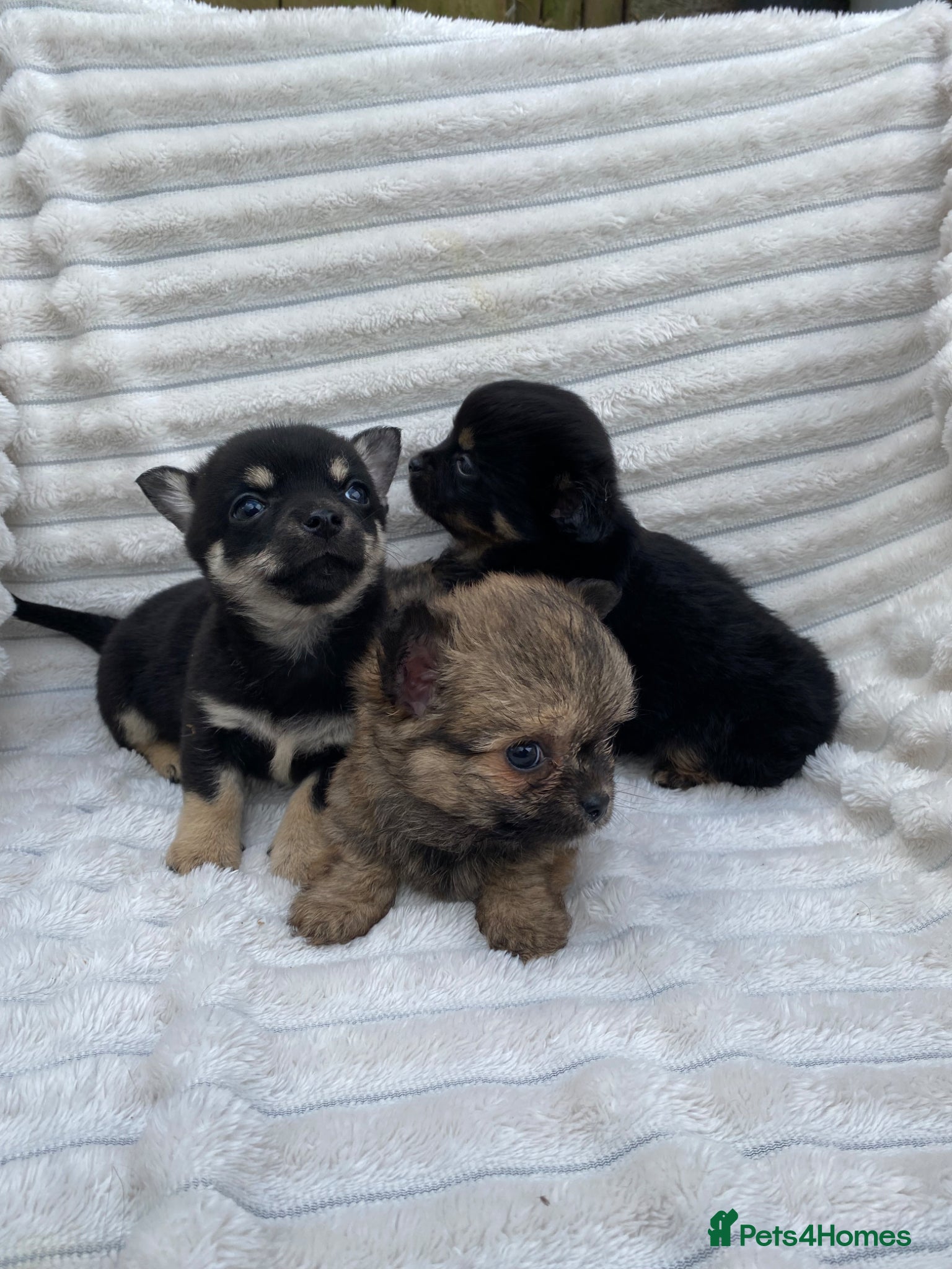 Chorkie dogs Chorkie Boys - Advert 10