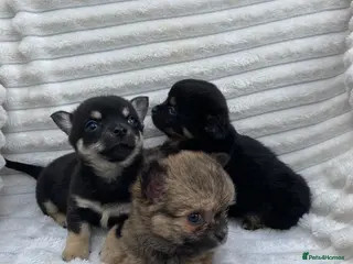 Chorkie dogs Chorkie Boys - Advert 10