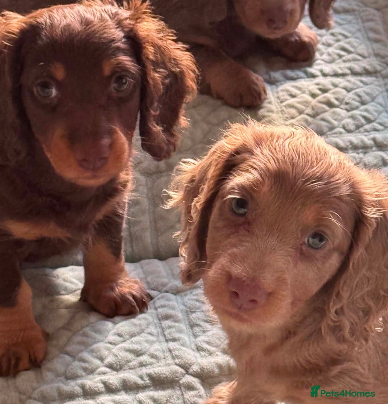Miniature Dachshund dogs Three Beautiful Miniature Dachshund Puppies - Advert 18