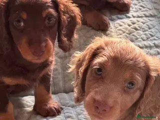 Miniature Dachshund dogs Three Beautiful Miniature Dachshund Puppies - Advert 1