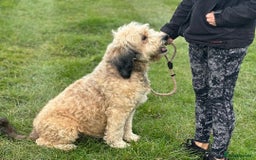 Bernedoodle dogs for sale: RED TRI BERNADOODLE GIRL - Image 8