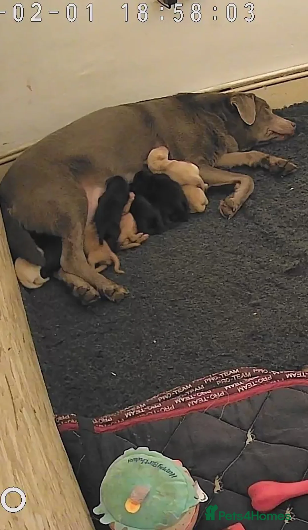 Labrador Retriever dogs for sale: 5 labrador puppies  - Advert 16