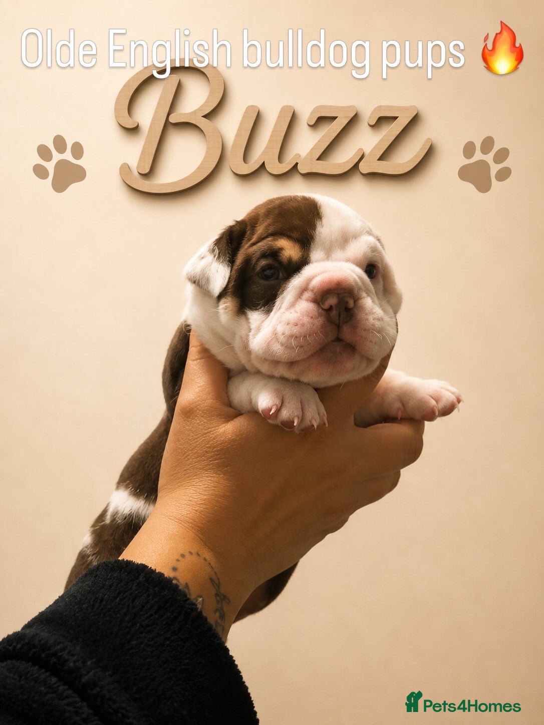 Dorset Olde Tyme Bulldogge dogs ⭐️Beautiful olde English bulldog puppies ⭐️ - Advert 1