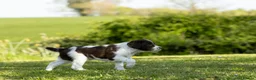 English Springer Spaniel dogs for sale: Fourth generation home bred puppies. in Whitchurch - Advert 13