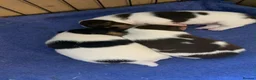 Jack Russell dogs for sale: Miniture Jack Russell Puppies. - Advert 5
