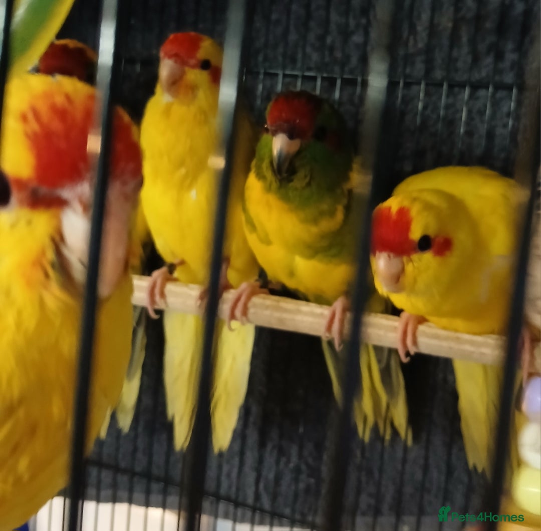 Parakeets birds for sale: Kakariki's Handreard kakariki's  - Image 14