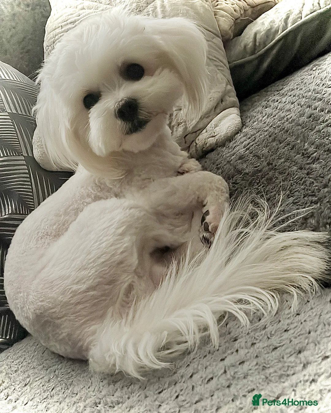 Maltese dogs for stud: Small Maltese for STUD! Pure breed! in London - Advert 8