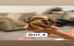 Miniature Dachshund dogs for sale: Stunning baby mini dachshunds  - Image 34