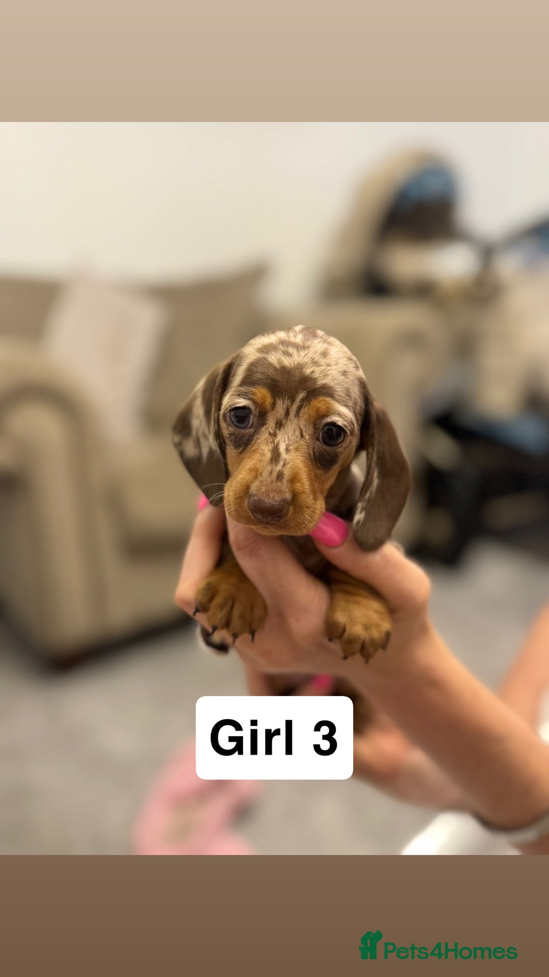 Miniature Dachshund dogs for sale: Stunning baby mini dachshunds  - Image 34