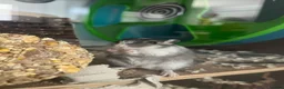 Gerbil rodents for sale: 2 Male Gerbils & full setup included  in Gillingham - Advert 4