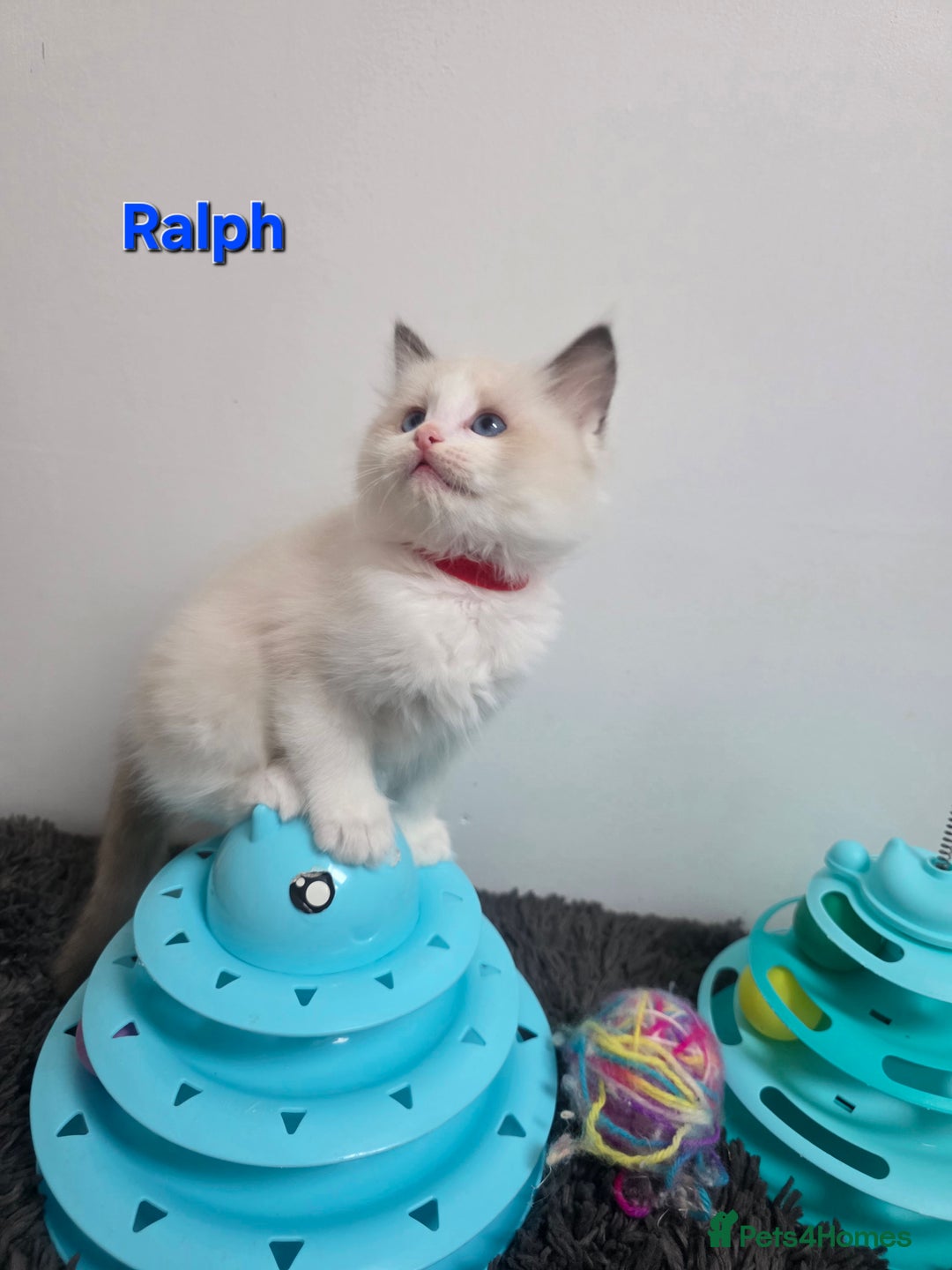 Ragdoll cats for sale: GCCF registered ragdoll kittens  - Advert 32