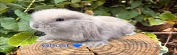 Mini Lop rabbits for sale: Amazing mini lop babies  - Advert 4