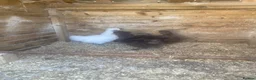 Chickens poultry for sale: Trio of young silkies for sale  - Advert 2