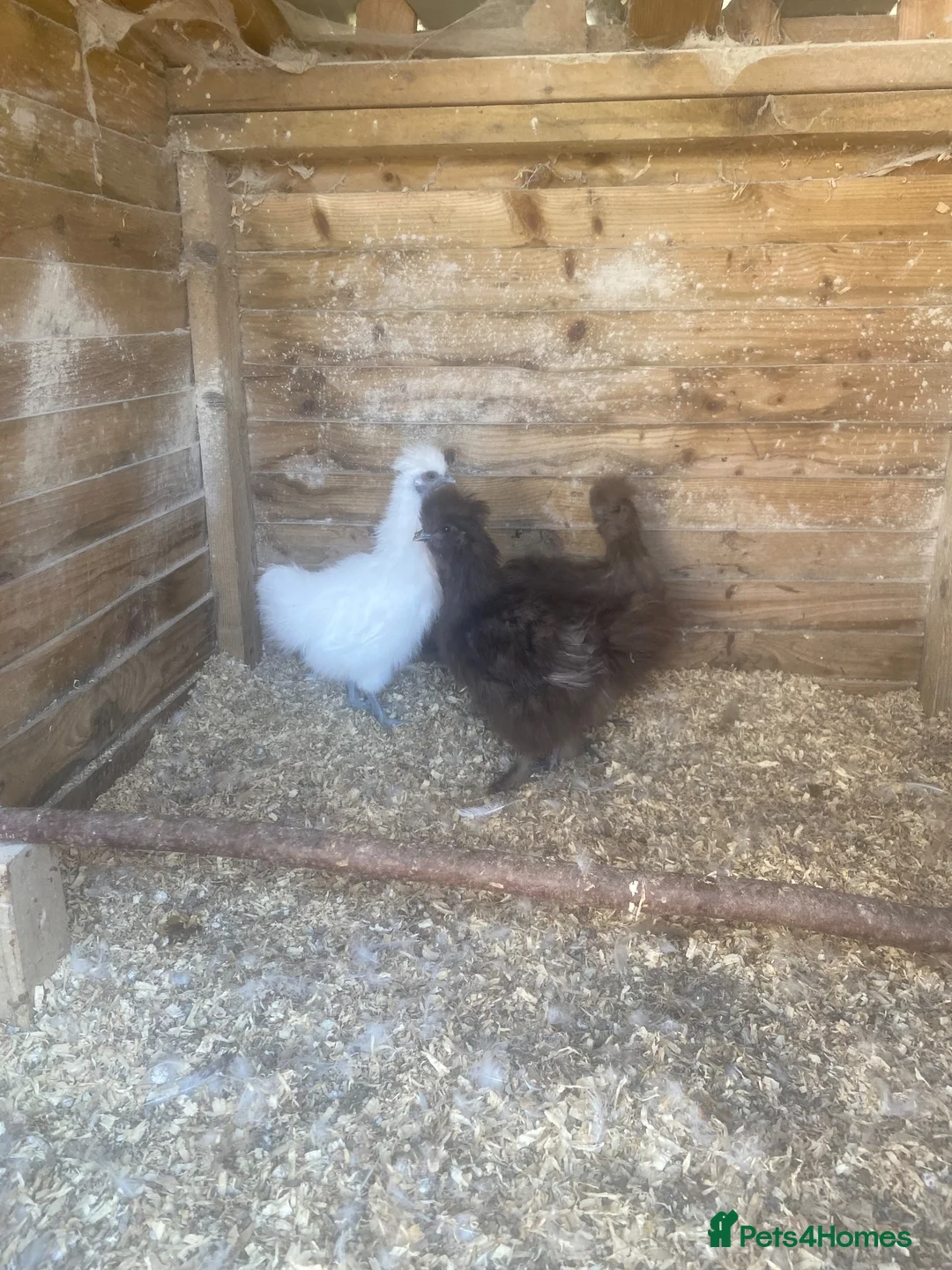 Chickens poultry for sale: Trio of young silkies for sale  - Advert 2