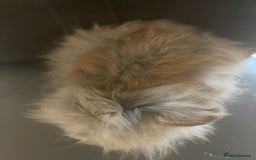 Lionhead rabbits for sale: Cute fluffy lionhead rabbits for sale!!! - Image 7