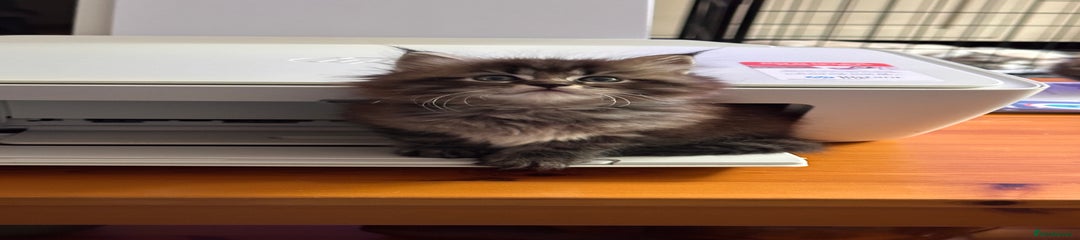 Ragdoll Kitten 3