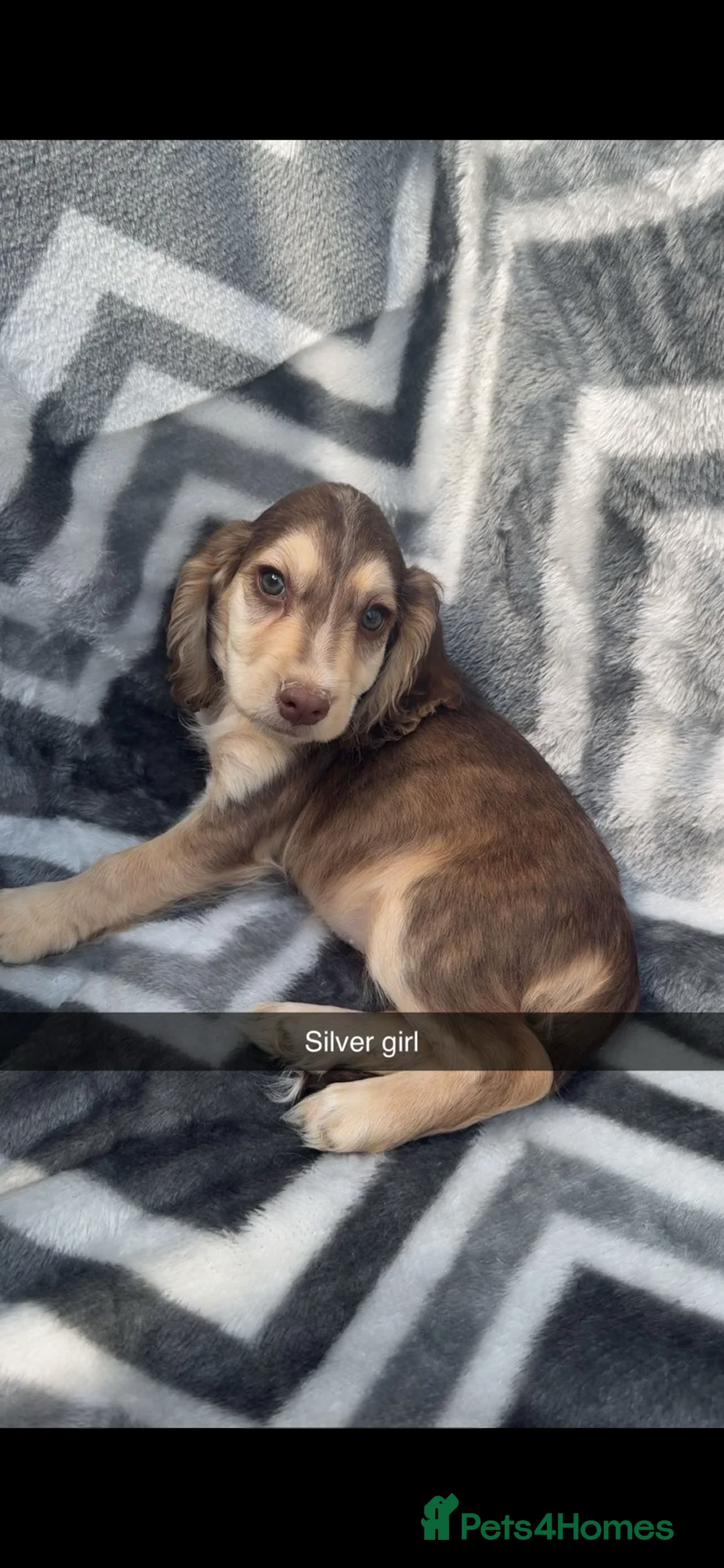 Cocker Spaniel dogs for sale: 7 adorable cocker spaniels ready now  in Maidstone - Advert 2