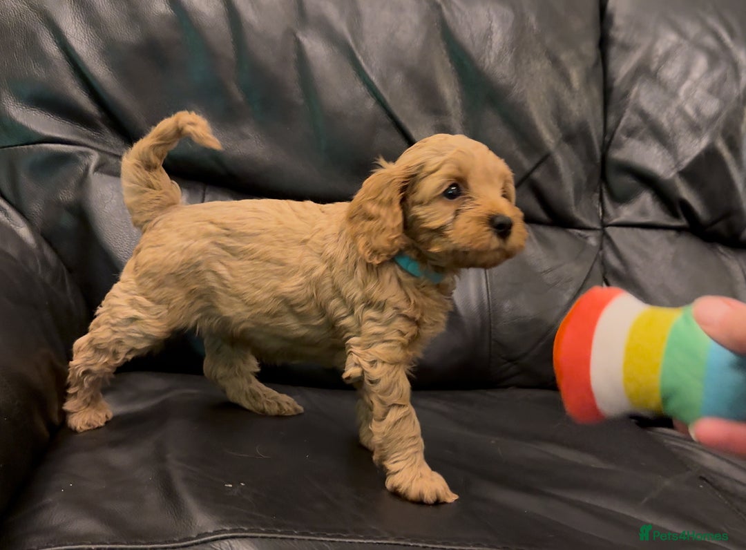 Cavapoo dogs for sale: Extensive DNA & Heart tested quality Cavapoo pups - Image 10