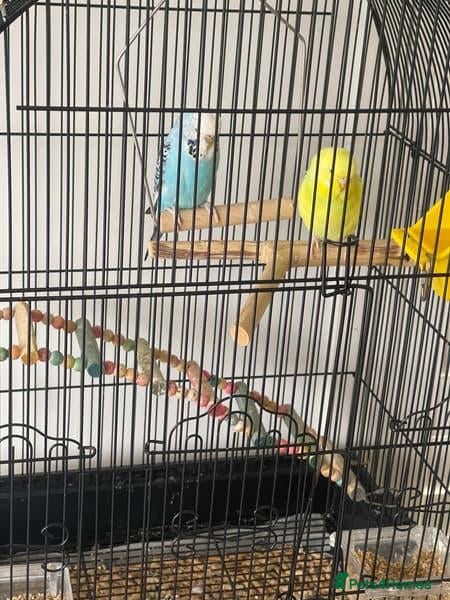 Parrots birds 2 handfed budgies & cage - Advert 3