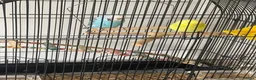 Parrots birds for sale: 2 handfed budgies & cage - Advert 1
