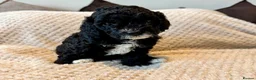 Cavapoo dogs for sale: 1 APRICOT BOY LEFT Beautiful F1B Cavapoo Puppies  - Advert 11