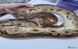 Python Snake reptiles for sale: Stunning snakes available - Image 11