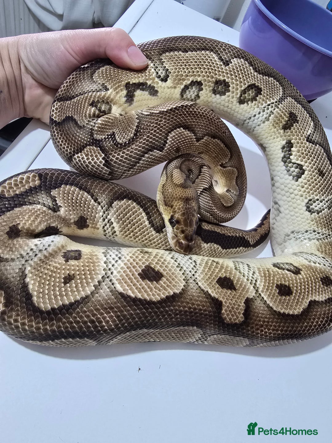 Python Snake reptiles for sale: Stunning snakes available - Image 11