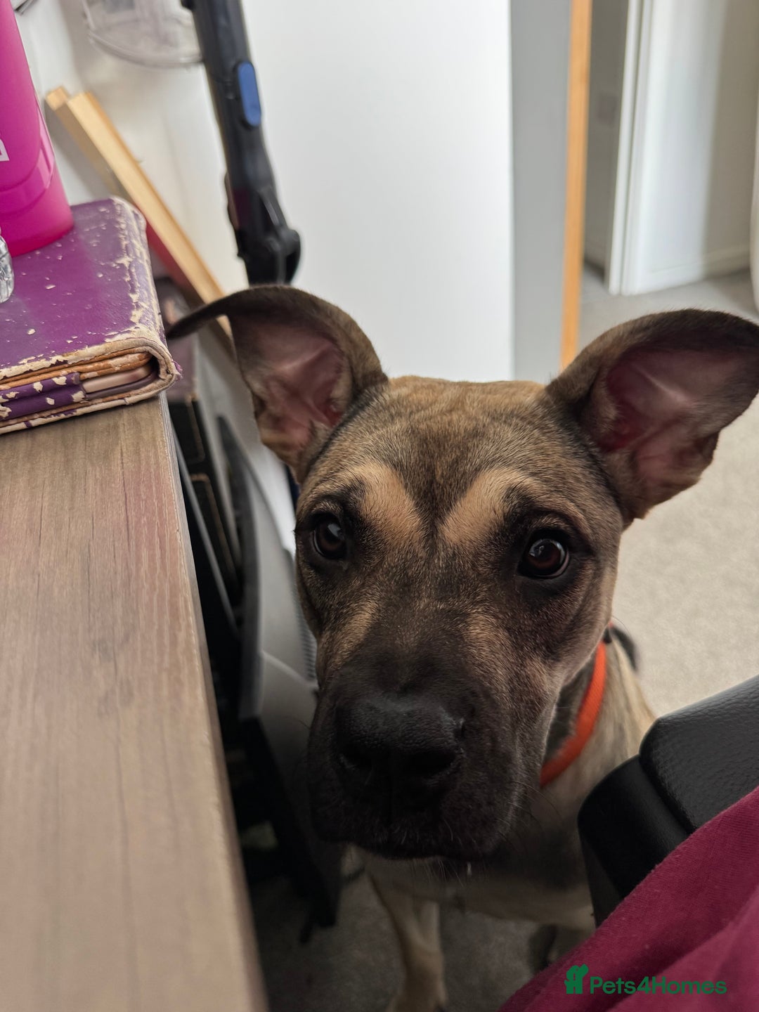 Presa Canario dogs for sale: Female Presa Canario - Image 3