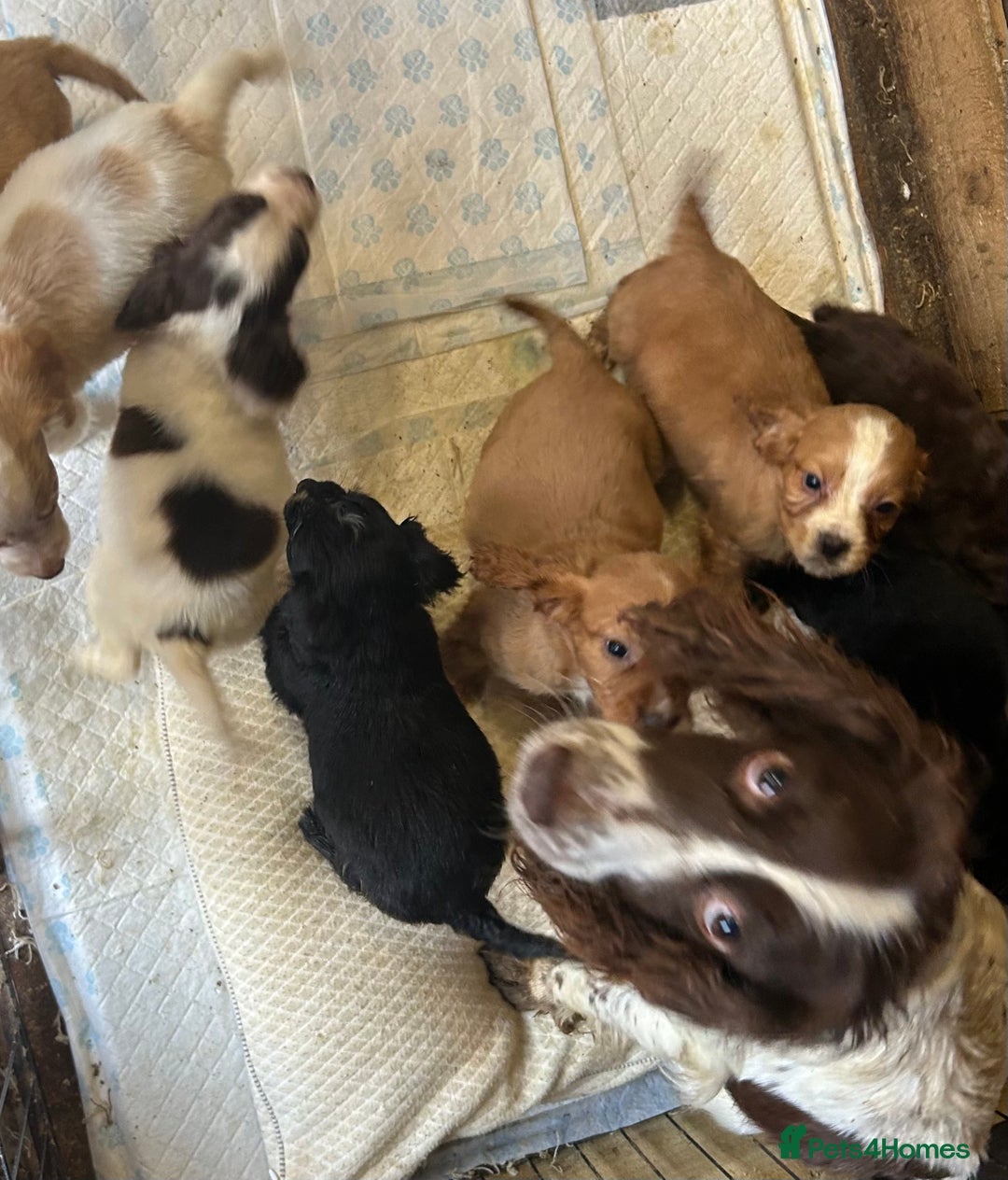 Cocker Spaniel dogs for sale: Cocker spaniel puppies for sale  - Advert 9