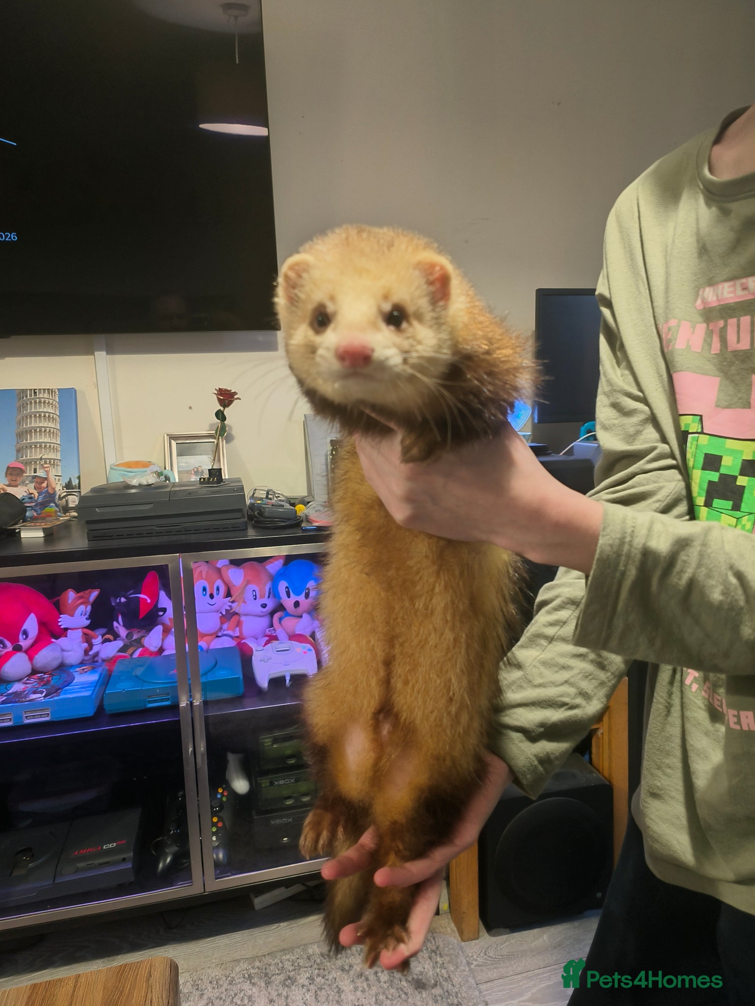 Ferret rodents Friendly 9 month old hobs - Advert 4