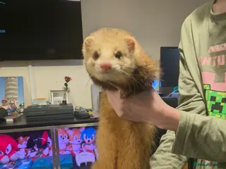 Ferret rodents Friendly 9 month old hobs - Advert 4