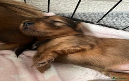 Miniature Dachshund dogs for sale: Family owned miniature longhaired dachshunds - Image 27