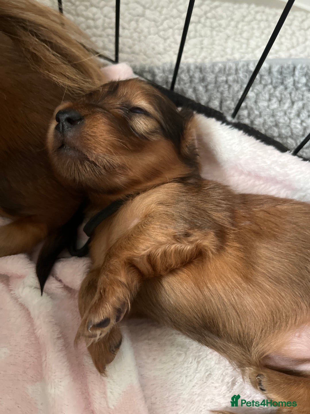 Miniature Dachshund dogs for sale: Family owned miniature longhaired dachshunds - Image 27