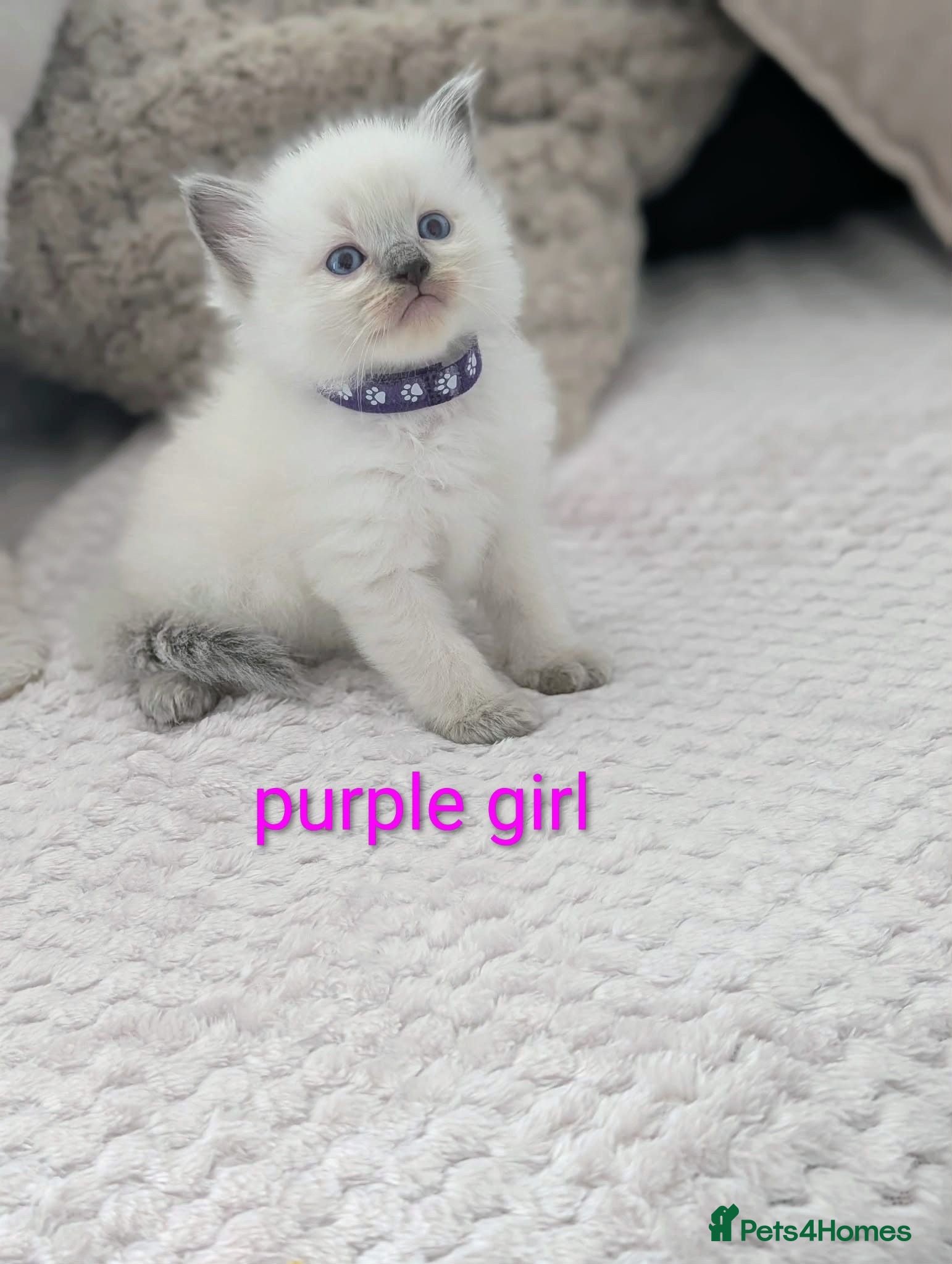 Ragdoll cats 5 Beautiful Ragdoll Kittens - Advert 12