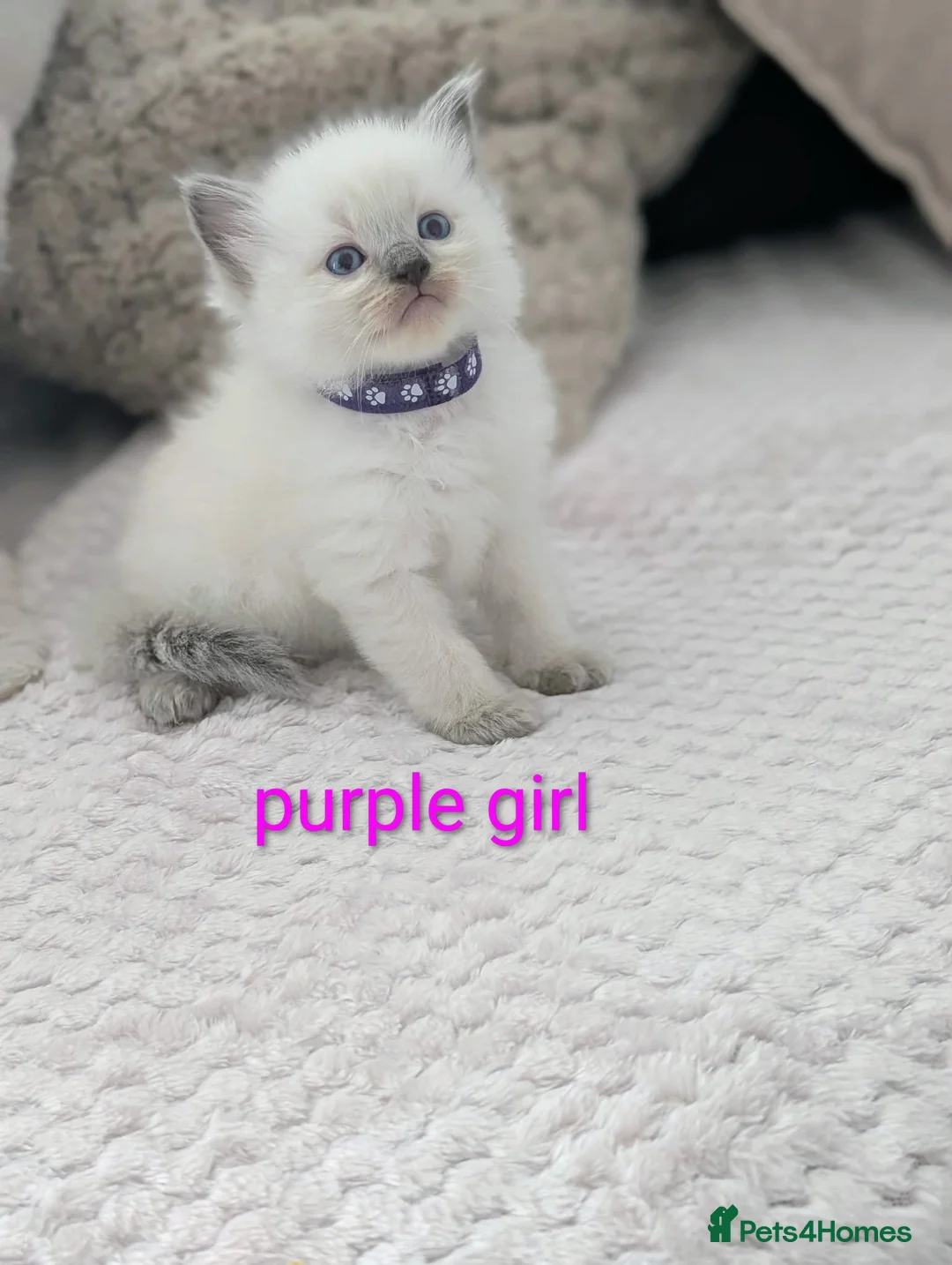 Ragdoll cats for sale: 5 Beautiful Ragdoll Kittens - Advert 1