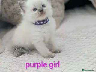 Ragdoll cats 5 Beautiful Ragdoll Kittens - Advert 12