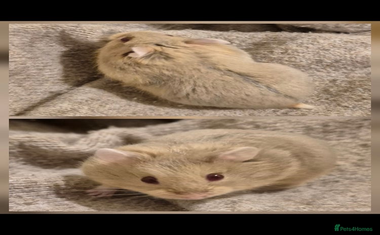 Hamster rodents Stunning Pedigree campbell dwarf hamster - Advert 16