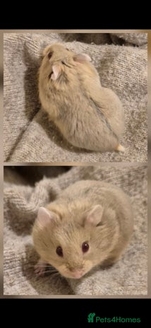 Hamster rodents Stunning Pedigree campbell dwarf hamster - Advert 16
