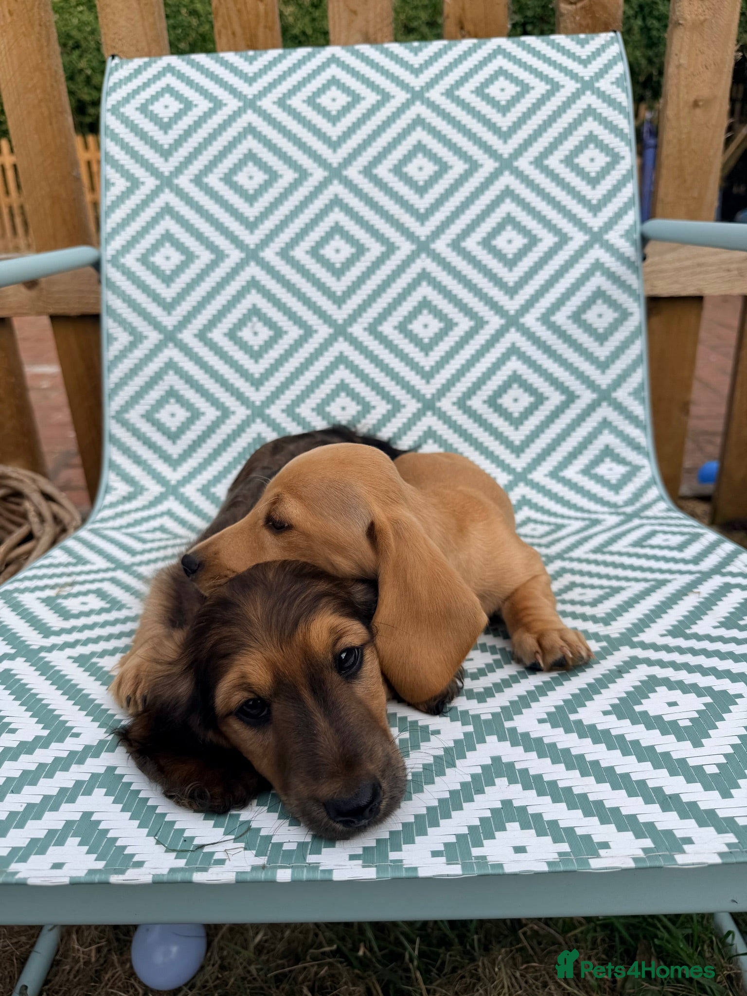 Miniature Dachshund dogs 5 Mini Smooth & 1 Mini Long Haired Dachshunds - Advert 2