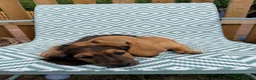 Miniature Dachshund dogs for sale: 5 Mini Smooth & 1 Mini Long Haired Dachshunds - Advert 2