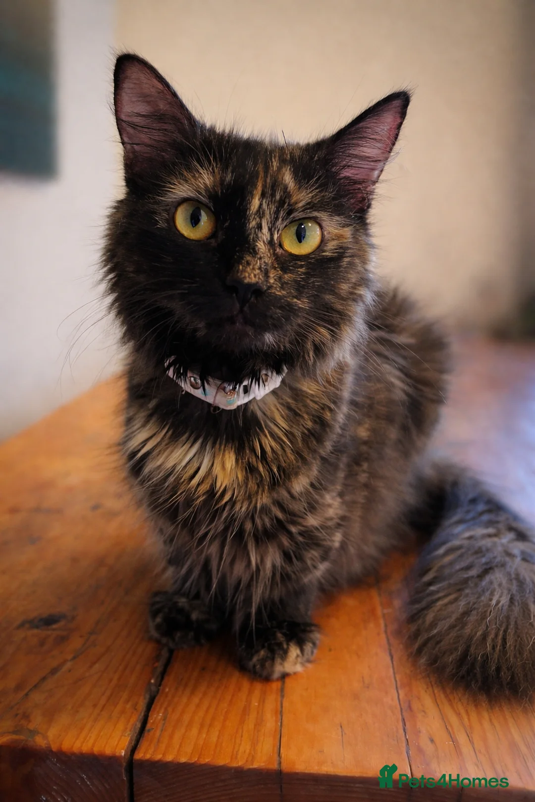 Mixed Breed cats for sale: Mixed Breed Kittens – 1 Male & 4 Female Available - Advert 12