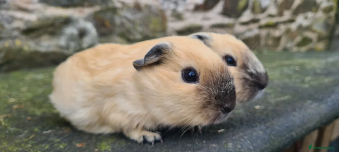 Guinea Pig rodents for sale: Californian and silver agouti baby guinea pigs. - Advert 2