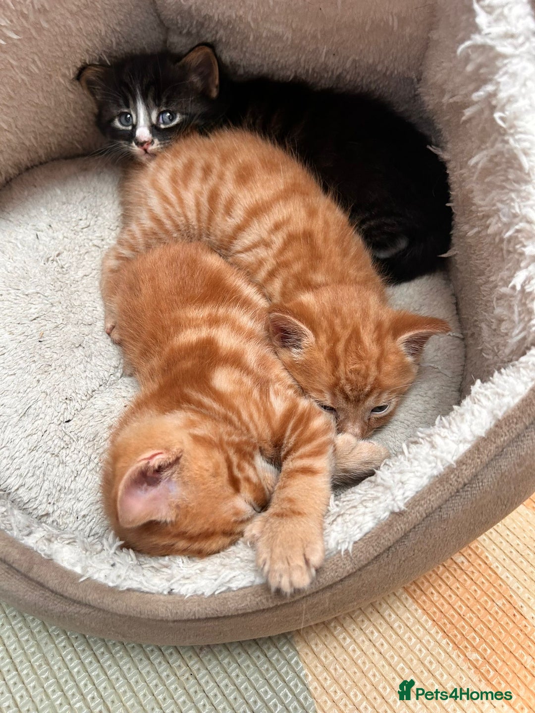 Mixed Breed cats for sale: 4 kittens for sale - Advert 2