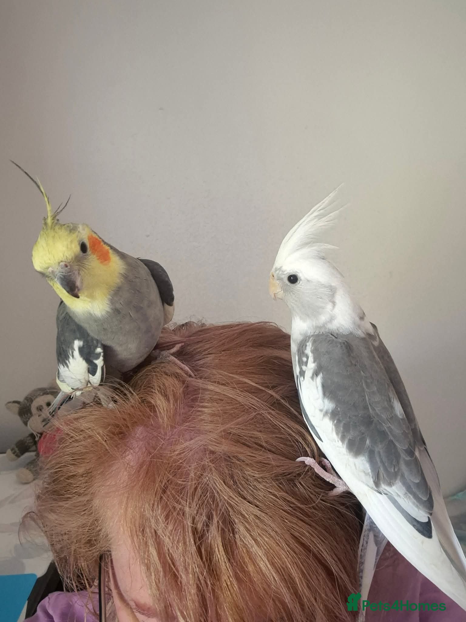 Cockatiels birds Couple - Advert 1